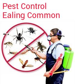 pest control Ealing Common
