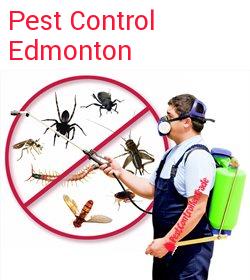 pest control Edmonton